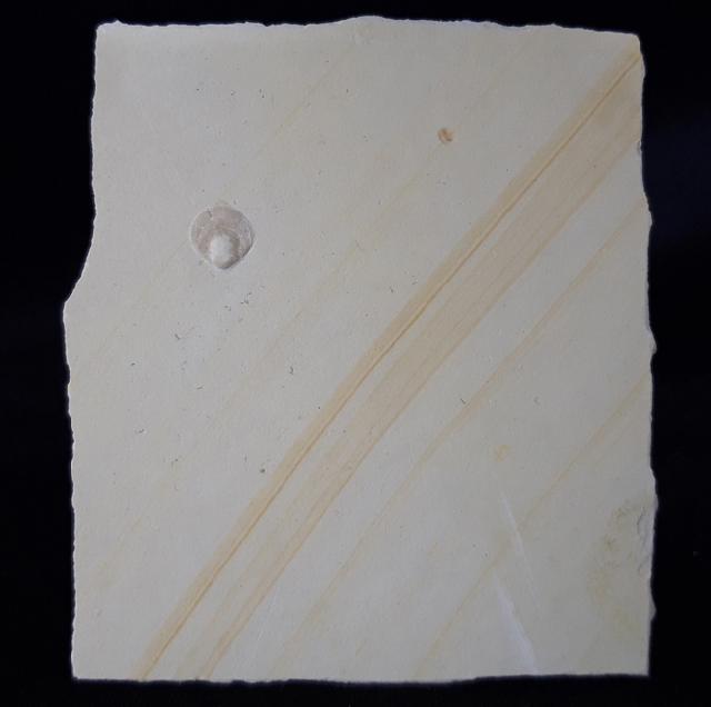 Loboidothyris sp. BUCKMAN 1917 - Bild &copy; FossNet FossilienStore